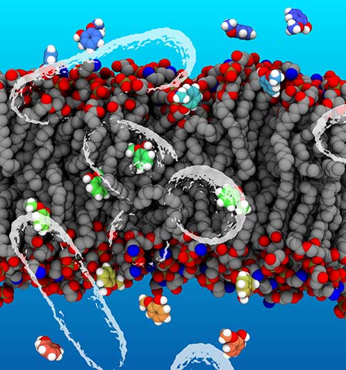 Lipid bilayers are semipermeable to small molecules, such as the guaiacol molecules shown here. To emphasize the biological context, EM images of the bacteria have been overlaid onto the model rendering.