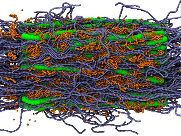 Coarse grained cell wall model, with green beads representing cellulose fibrils, blue beads representing hemicellulose strands, and orange beads for the lignin.