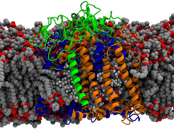 The photosynthetic reaction center of Rhodobacter sphaeroides is an example where multiple research focuses intersect. The complex is composed of 3 protein subunits and is membrane embedded. We want to apply new computational approaches to understand and improve the photosynthetic processes.