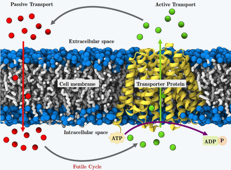 Evaluating the Transport Mechanism for Lignocellulosic Inhibitors in <i>Zymomonas</i><i> Mobilis</i>